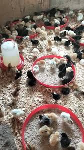 Chicks at the farm