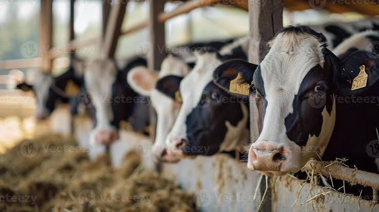 Dairy cattle at KALRO farm