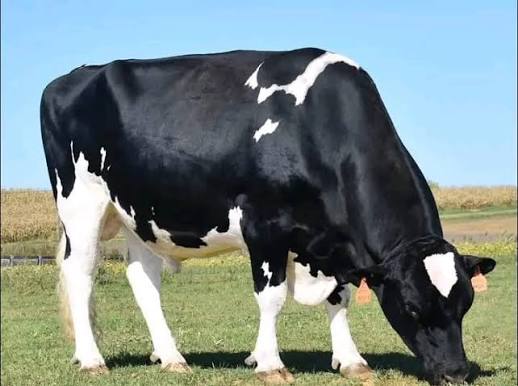 Premium dairy cattle at the farm